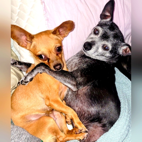 I LOVE OFFERS..and DOGS!!💜 - Picture 2 of 10